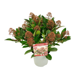 Skimmia jap. 'Rubella' C1.5 skimmia n. 12 kukkaterttua