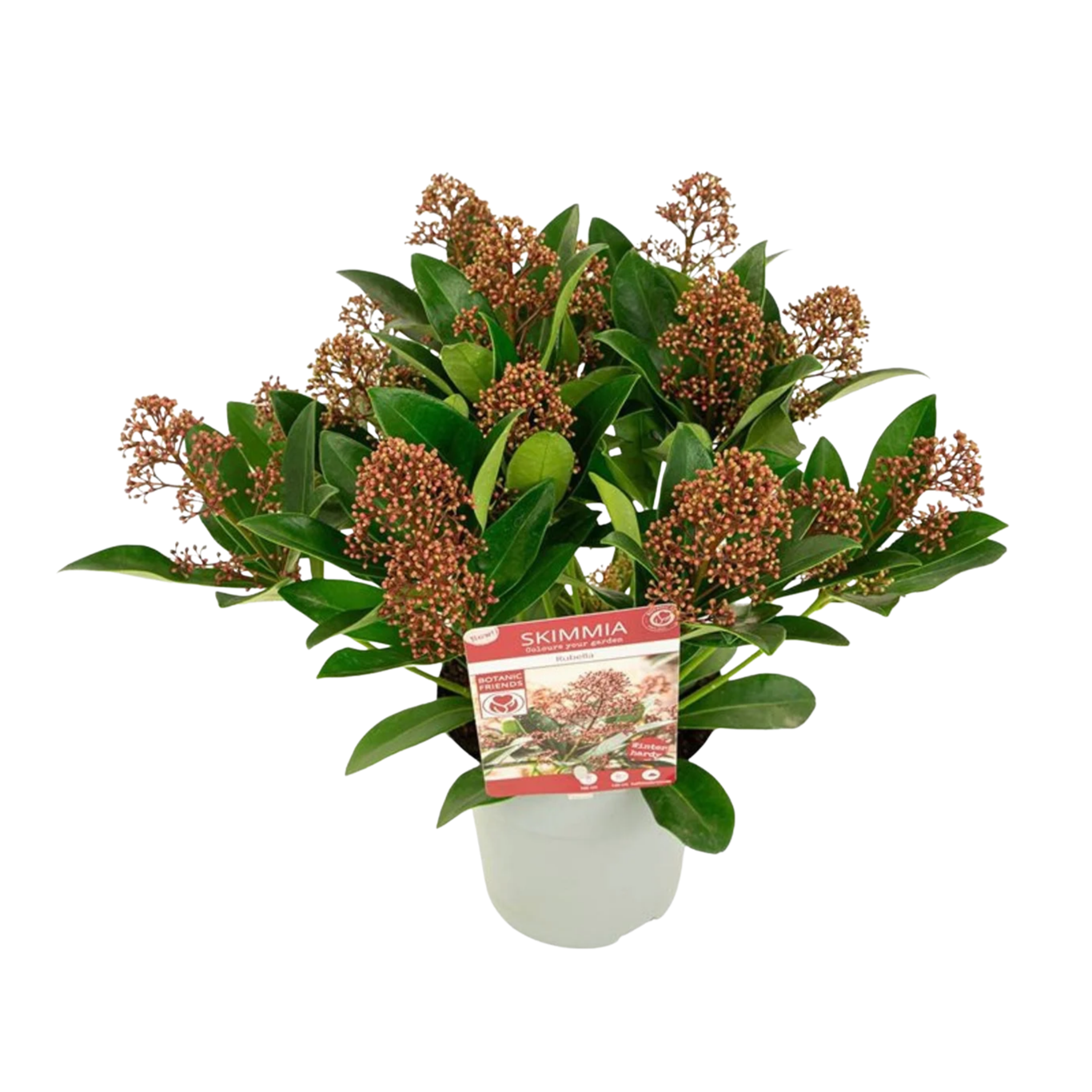 Skimmia jap. 'Rubella' C1.5 skimmia n. 12 kukkaterttua
